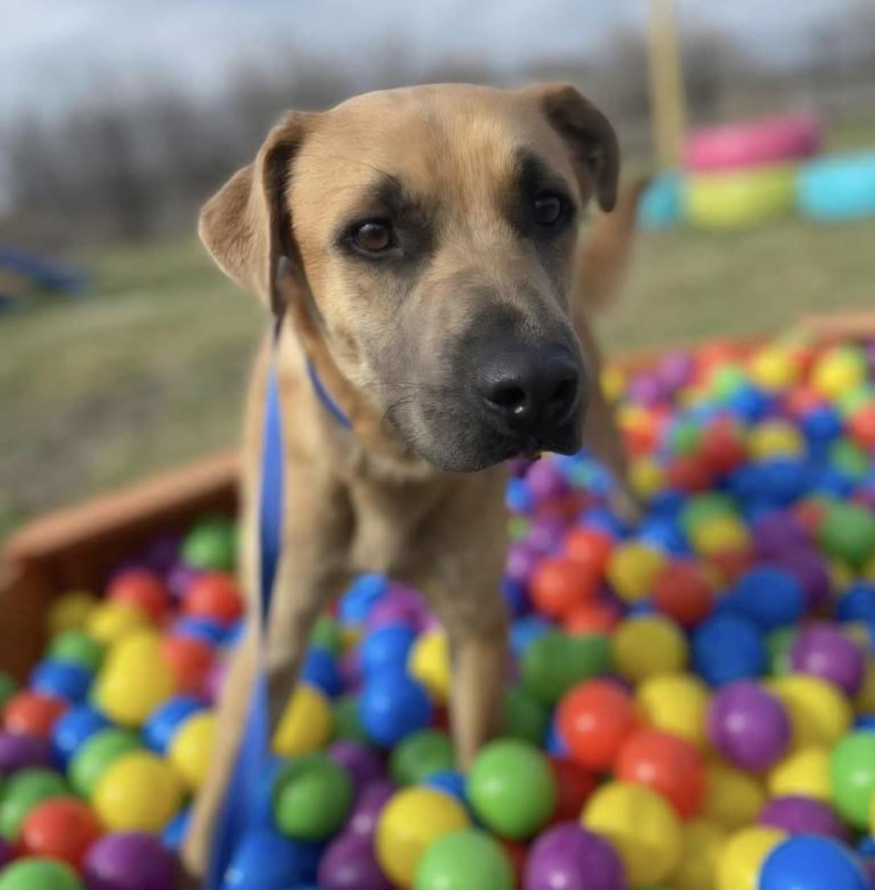 Enlarge Geordi, a ADOPTABLE mixed breed in Bethel, VT image 5/5