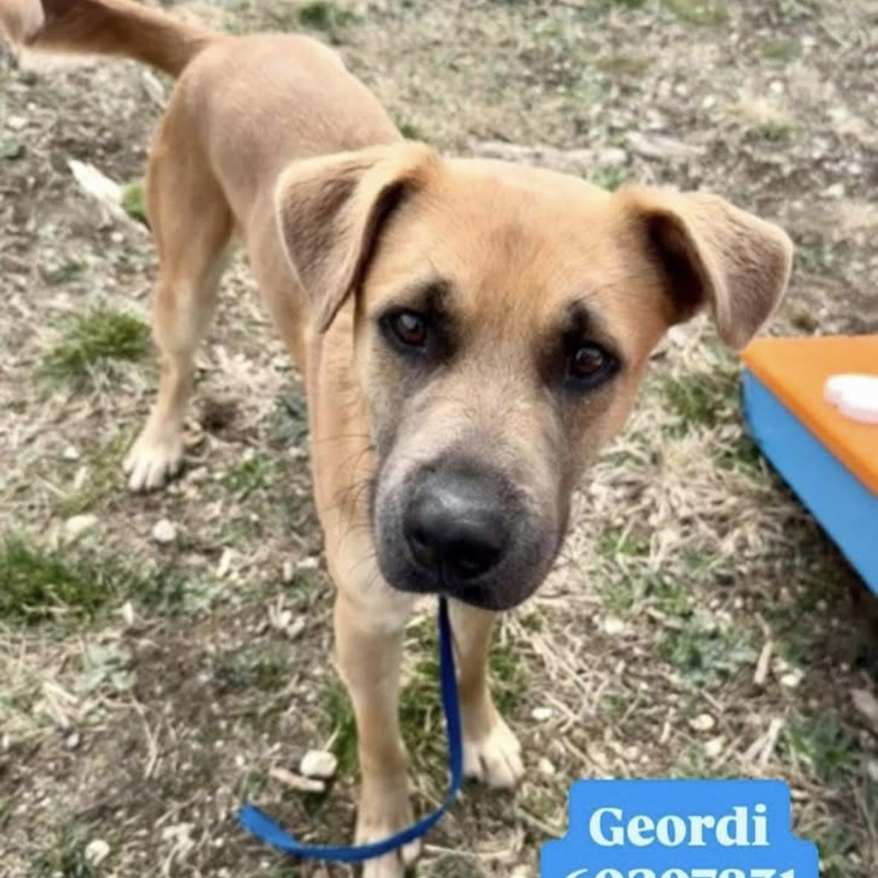 Enlarge Geordi, a ADOPTABLE mixed breed in Bethel, VT image 1/5