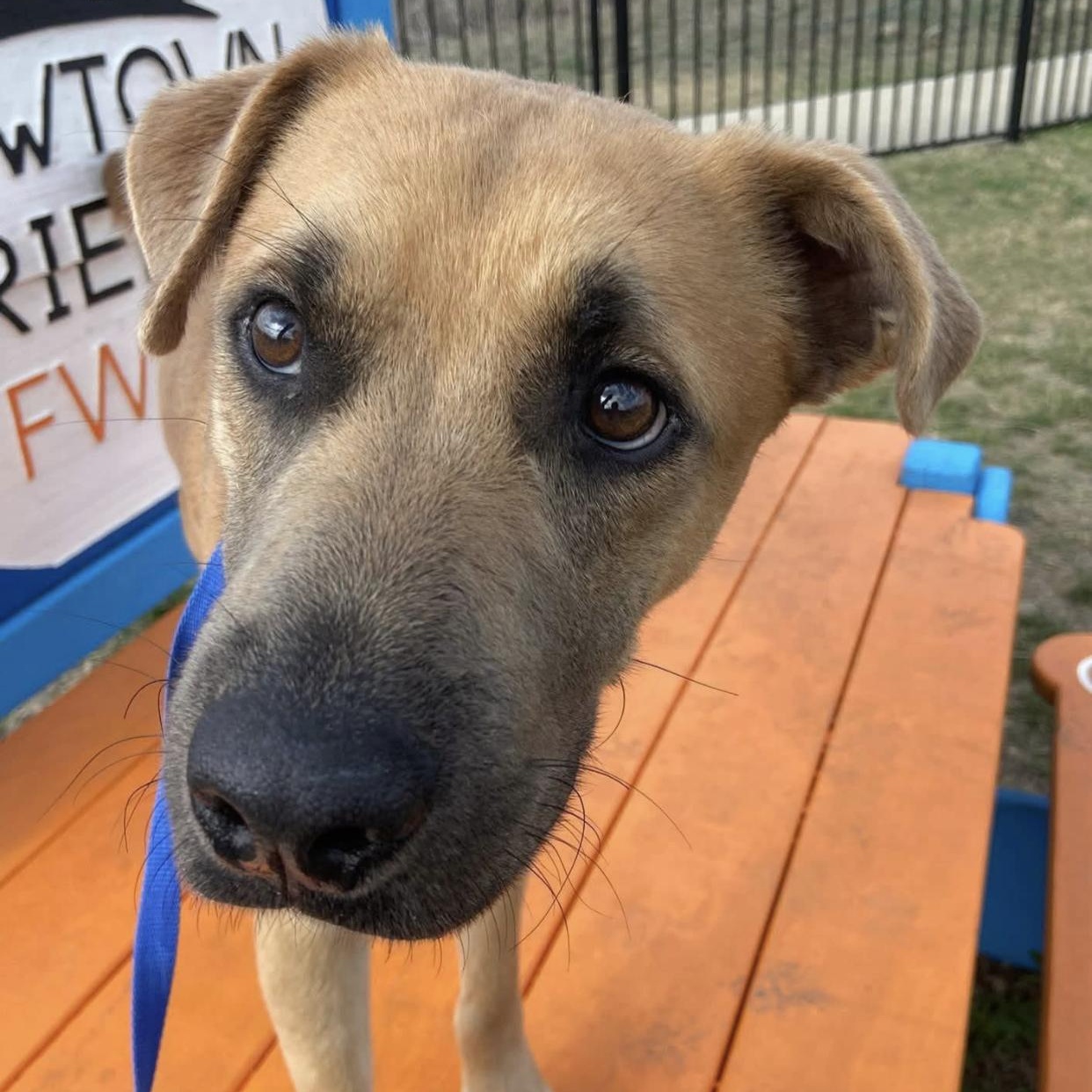 Enlarge Geordi, a ADOPTABLE mixed breed in Bethel, VT image 2/5