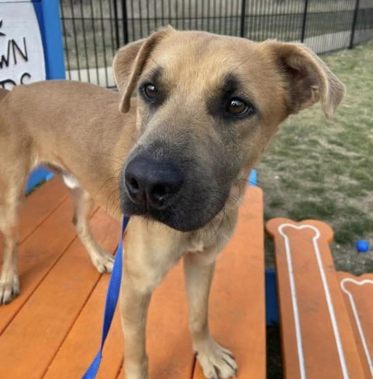 Enlarge Geordi, a ADOPTABLE mixed breed in Bethel, VT image 4/5