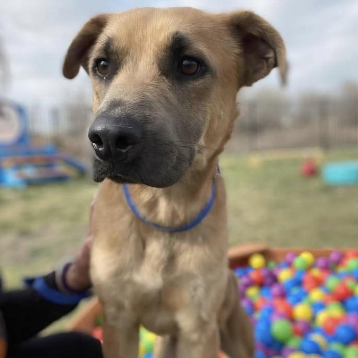 Enlarge Geordi, a ADOPTABLE mixed breed in Bethel, VT image 3/5