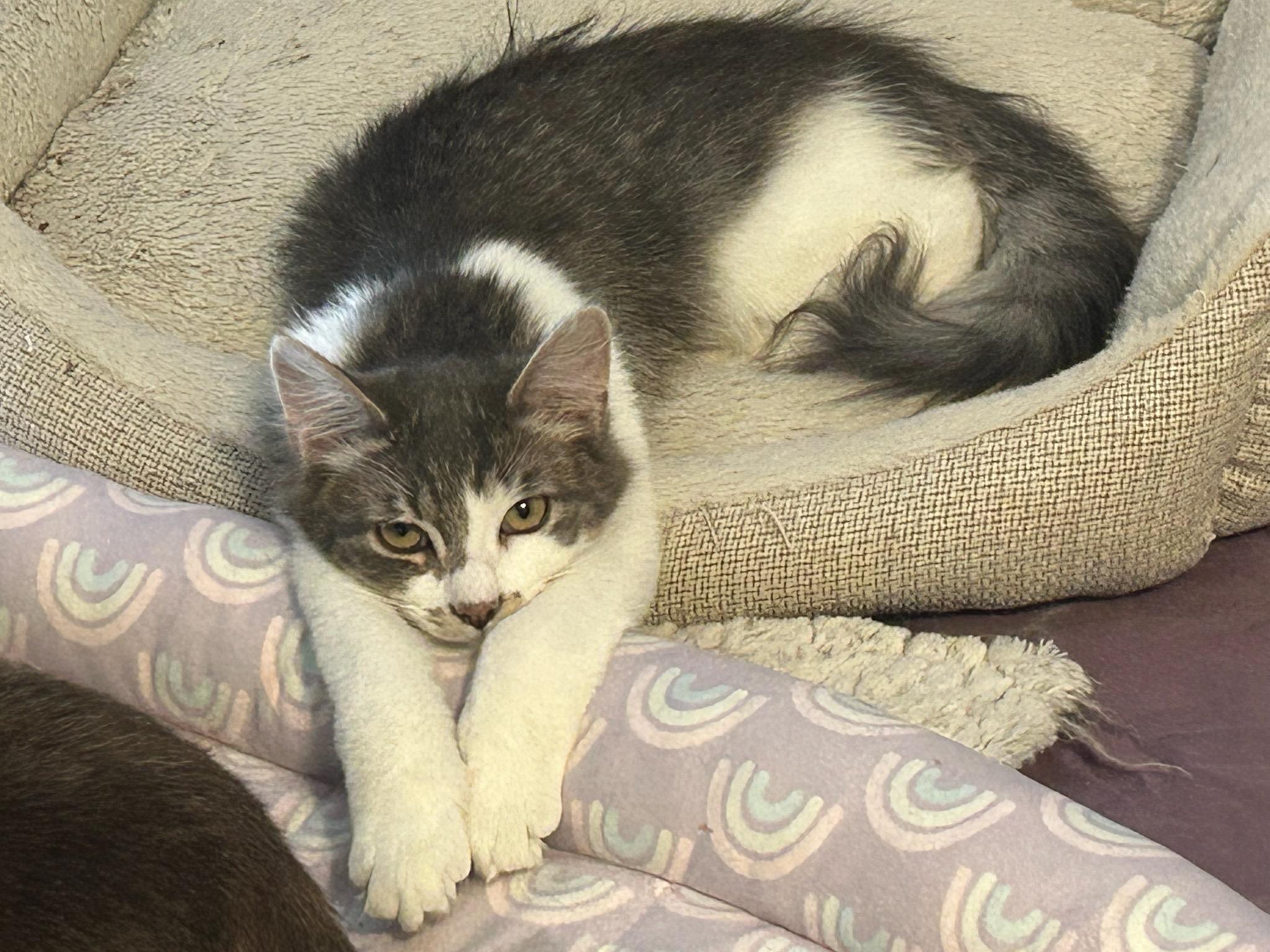 Enlarge Grady, an adopted Domestic Medium Hair in Syracuse, NY image 3/3