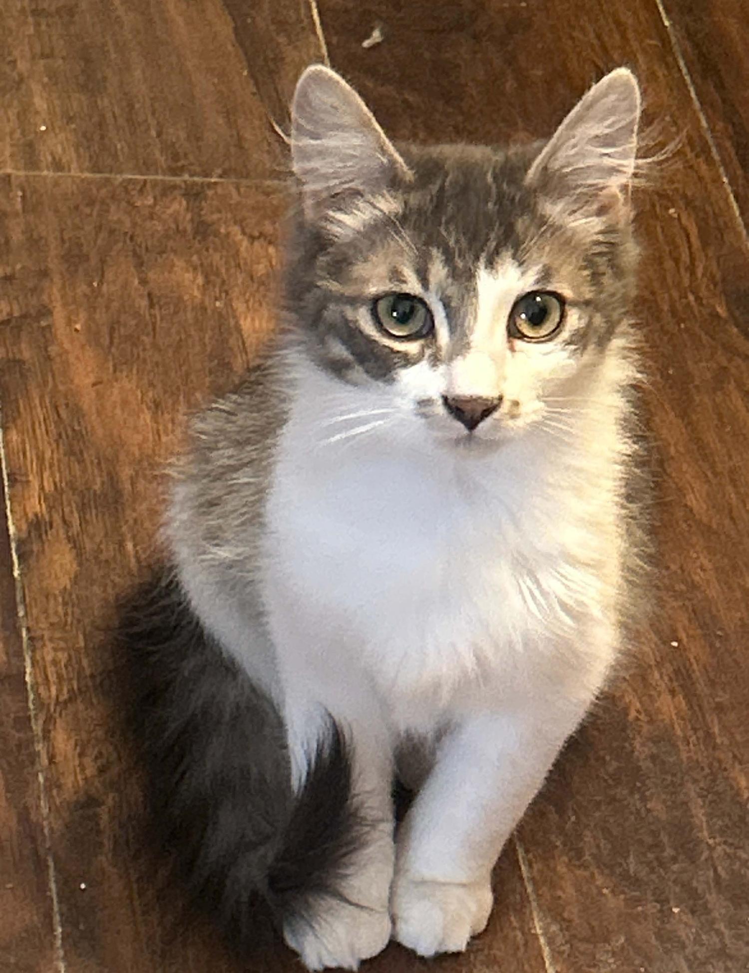 Enlarge Grady, an adopted Domestic Medium Hair in Syracuse, NY image 2/3