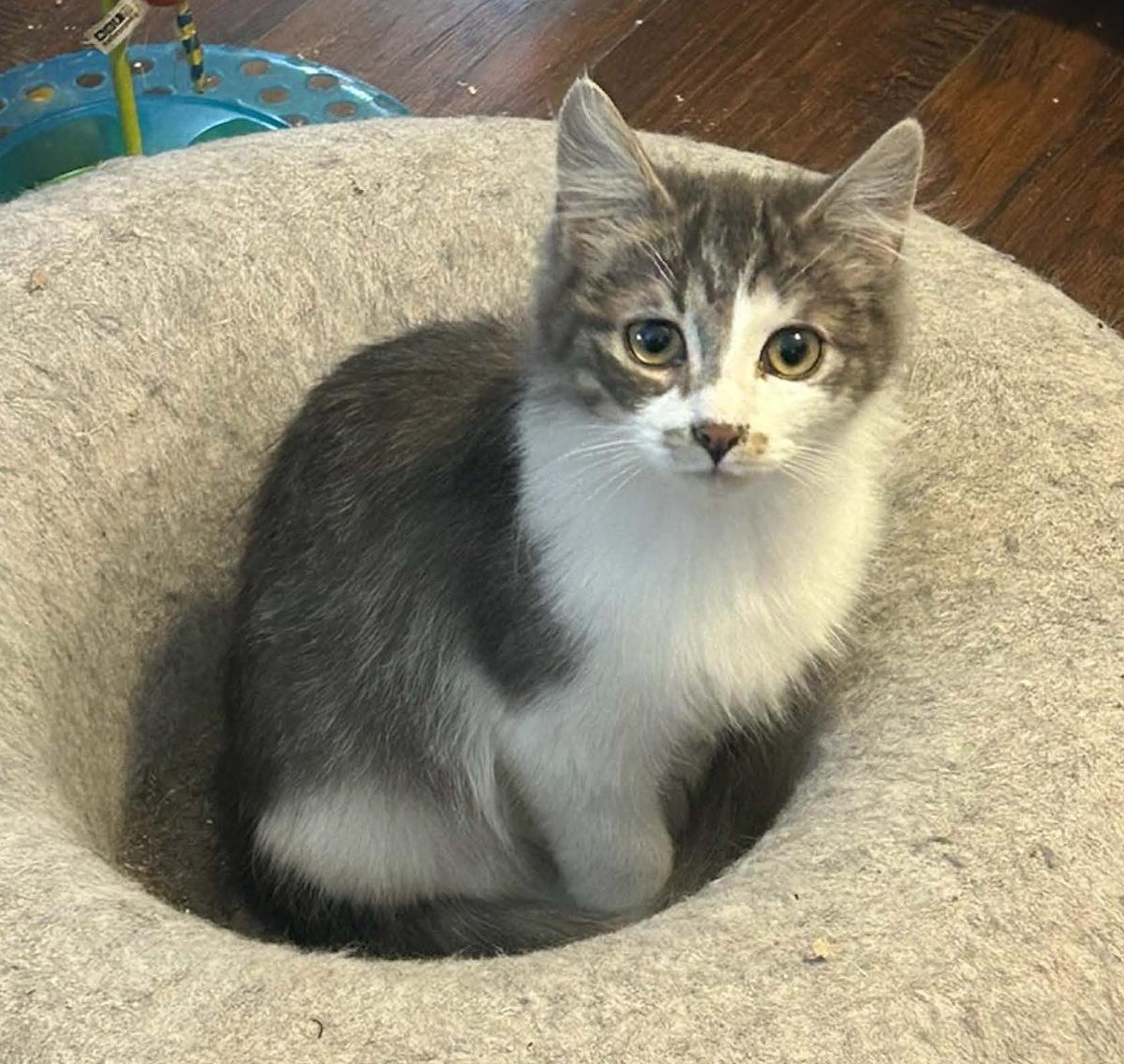 Grady, adopted, Kitten Male Domestic Medium Hair.