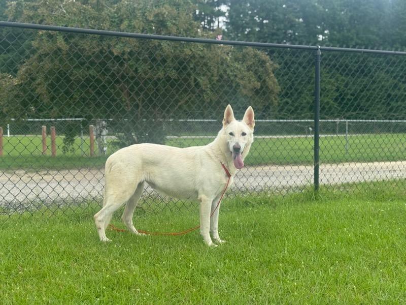 Enlarge Buffy, a Adopted mixed breed in Effingham, SC image 1/1