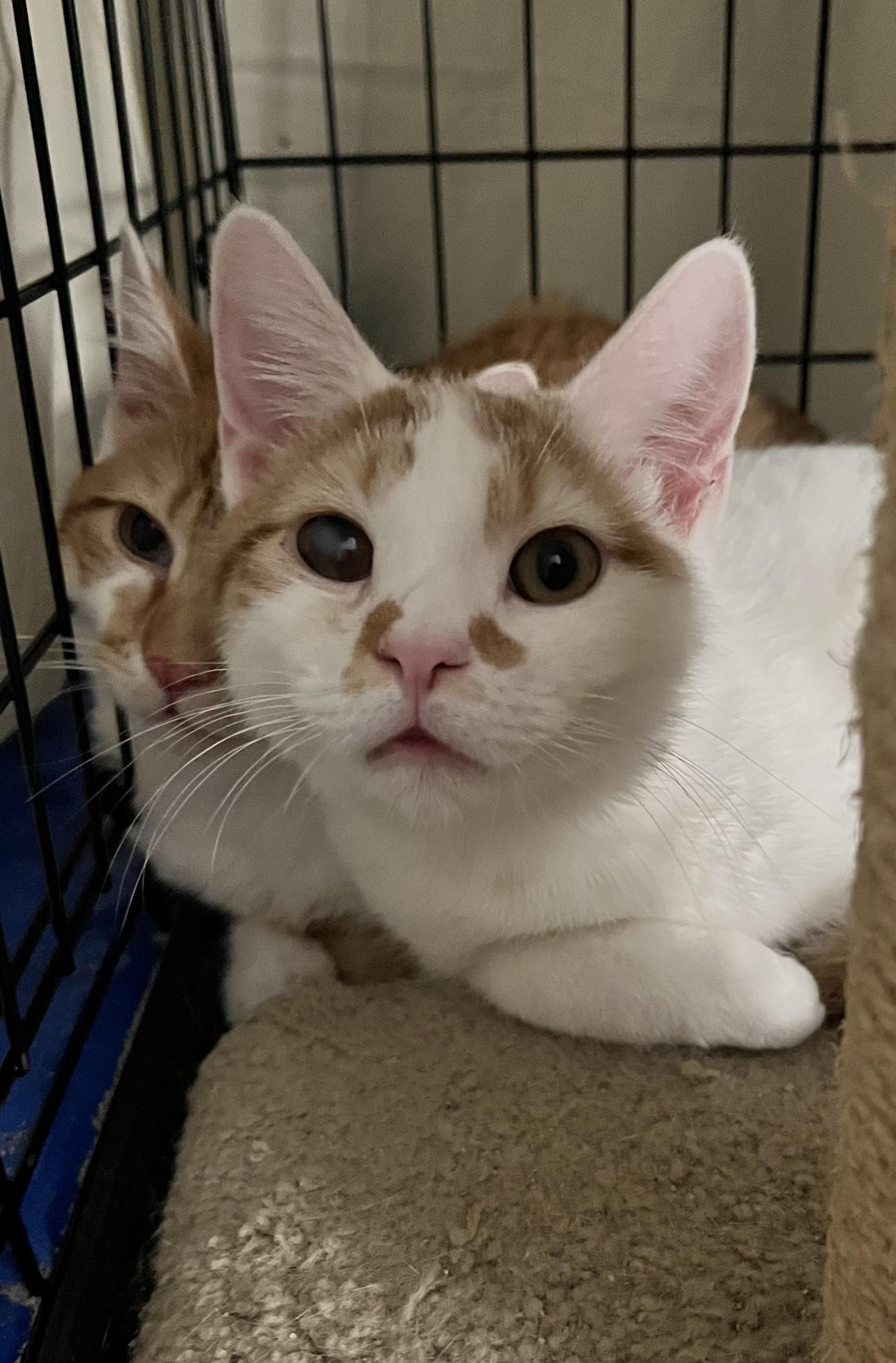 Rascal Whit (handsome brother of Barley)