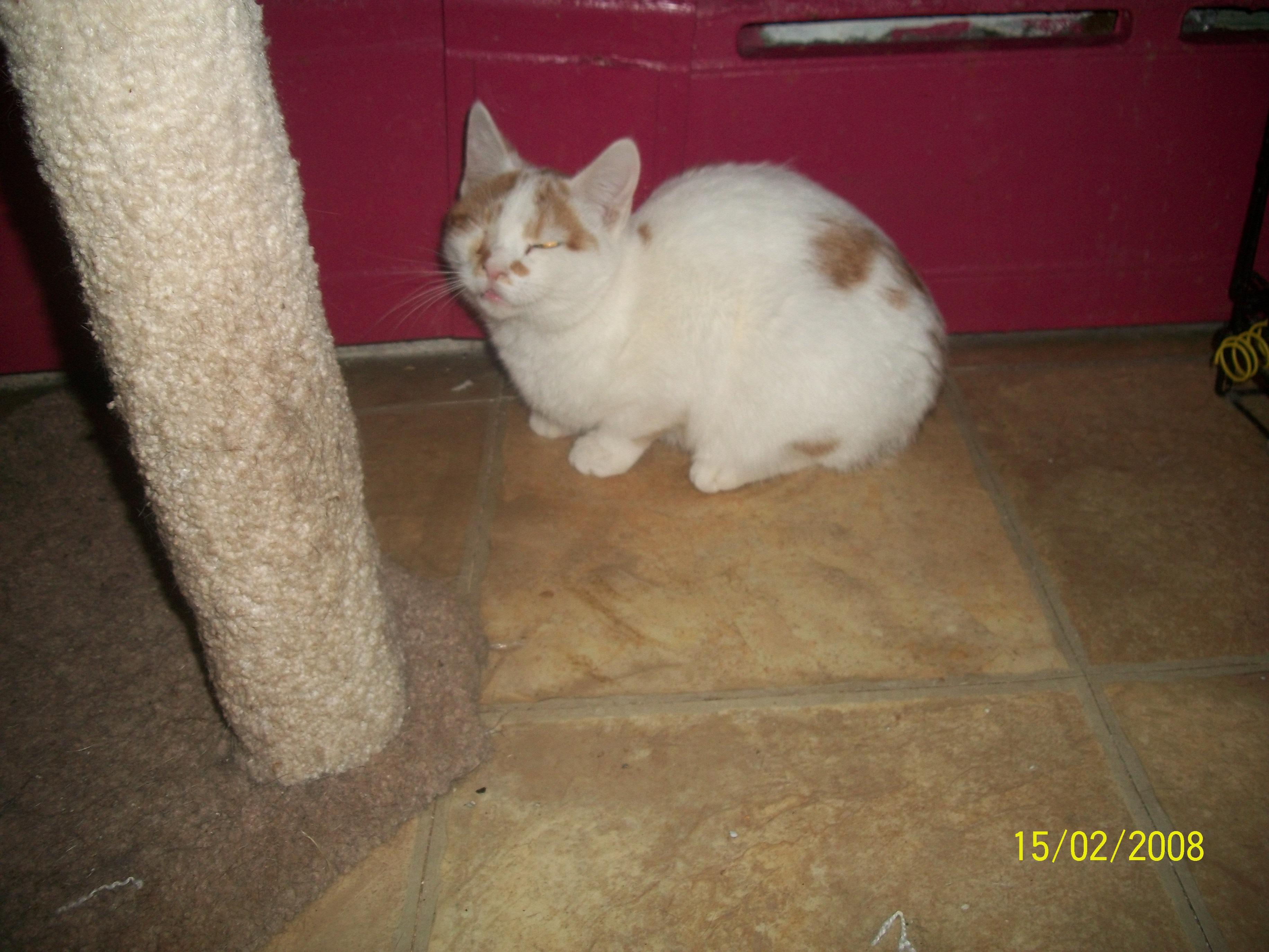 Rascal Whit (handsome brother of Barley) — thumbnail 2