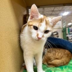 Rascal Whit (handsome brother of Barley) — thumbnail 3