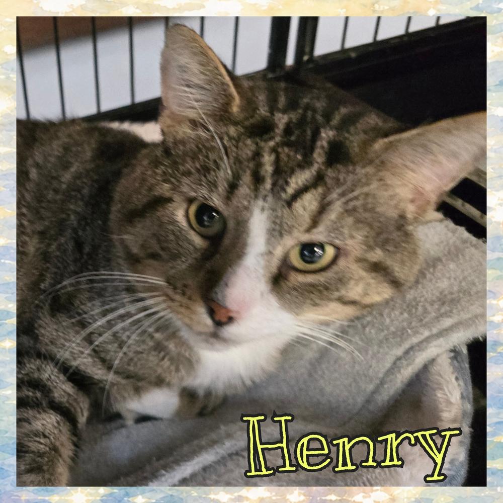 W2 HENRY, Adoptable, Adult Male Domestic Short Hair.