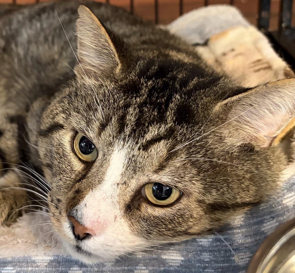 Enlarge W2 HENRY, a Adoptable mixed breed in Southbury, CT image 2/6