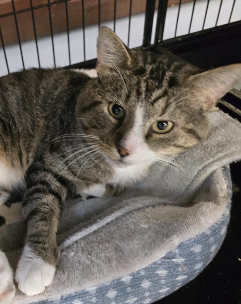 Enlarge W2 HENRY, a Adoptable mixed breed in Southbury, CT image 3/6