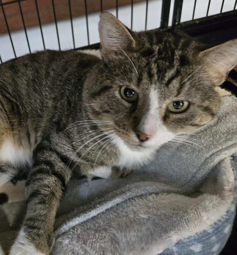 Enlarge W2 HENRY, a Adoptable mixed breed in Southbury, CT image 4/6