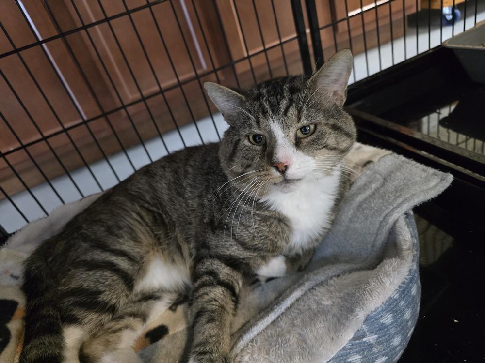 Enlarge W2 HENRY, a Adoptable mixed breed in Southbury, CT image 5/6