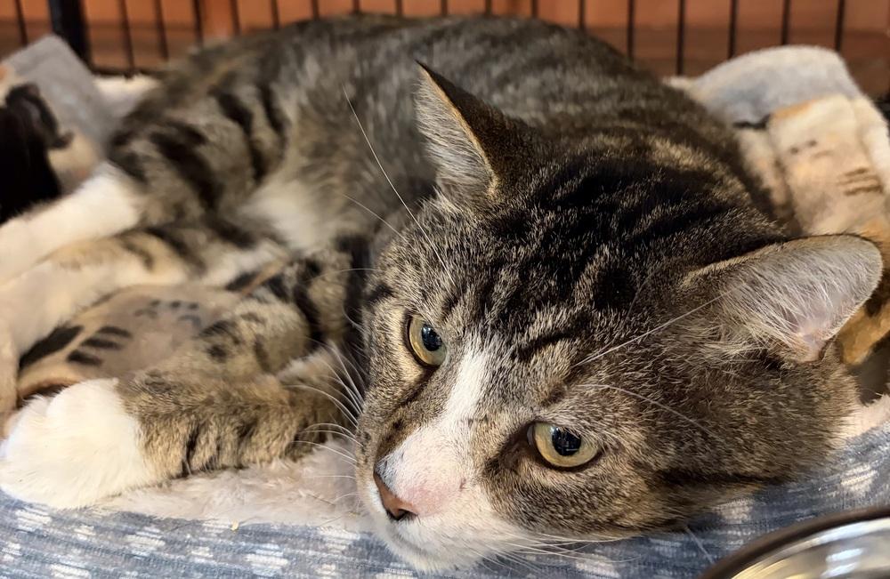 Enlarge W2 HENRY, a Adoptable mixed breed in Southbury, CT image 6/6