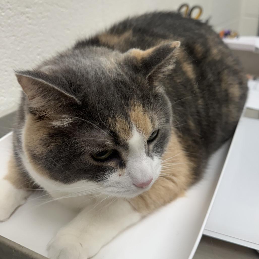 Bailey, Adoptable, Adult Female Domestic Short Hair.