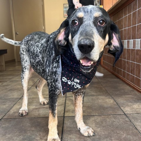 Australian Cattle Dog Bluetick Coonhound Dachshund Mix Blue Tick