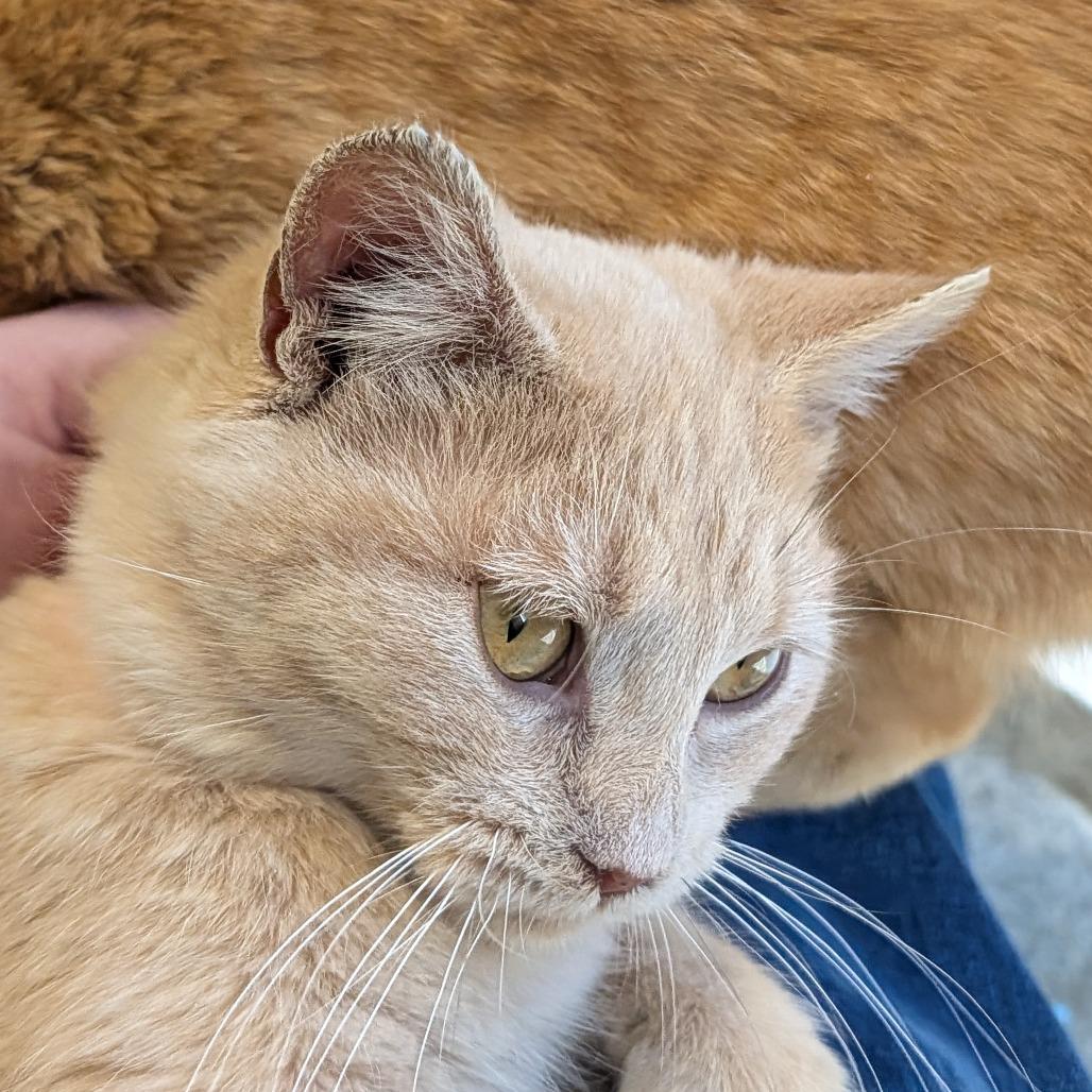 Enlarge Tamara, a Adoptable Domestic Short Hair in Saint Cloud, MN image 1/3