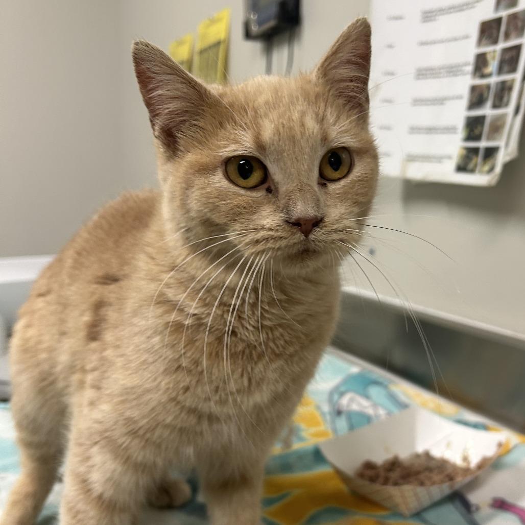 Enlarge Tamara, a Adoptable Domestic Short Hair in Saint Cloud, MN image 2/3