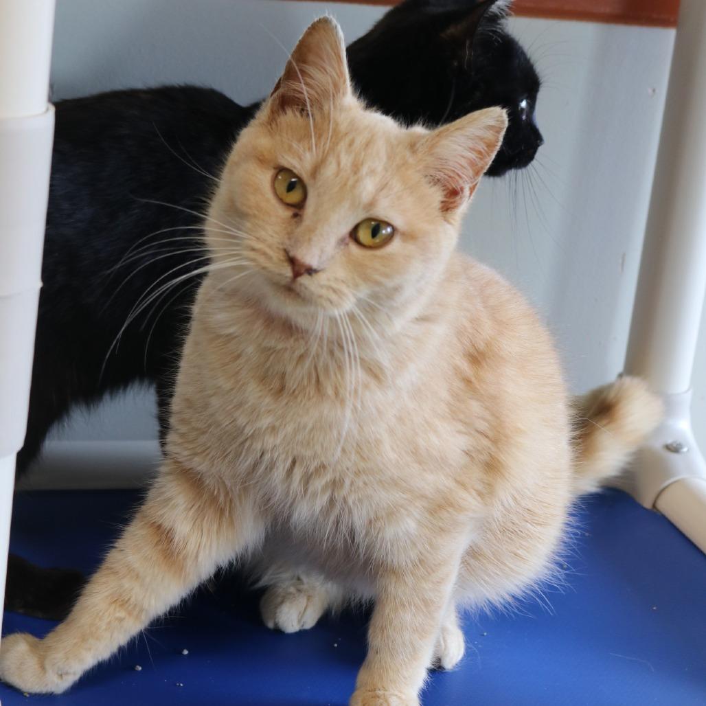 Enlarge Tamara, a Adoptable Domestic Short Hair in Saint Cloud, MN image 3/3