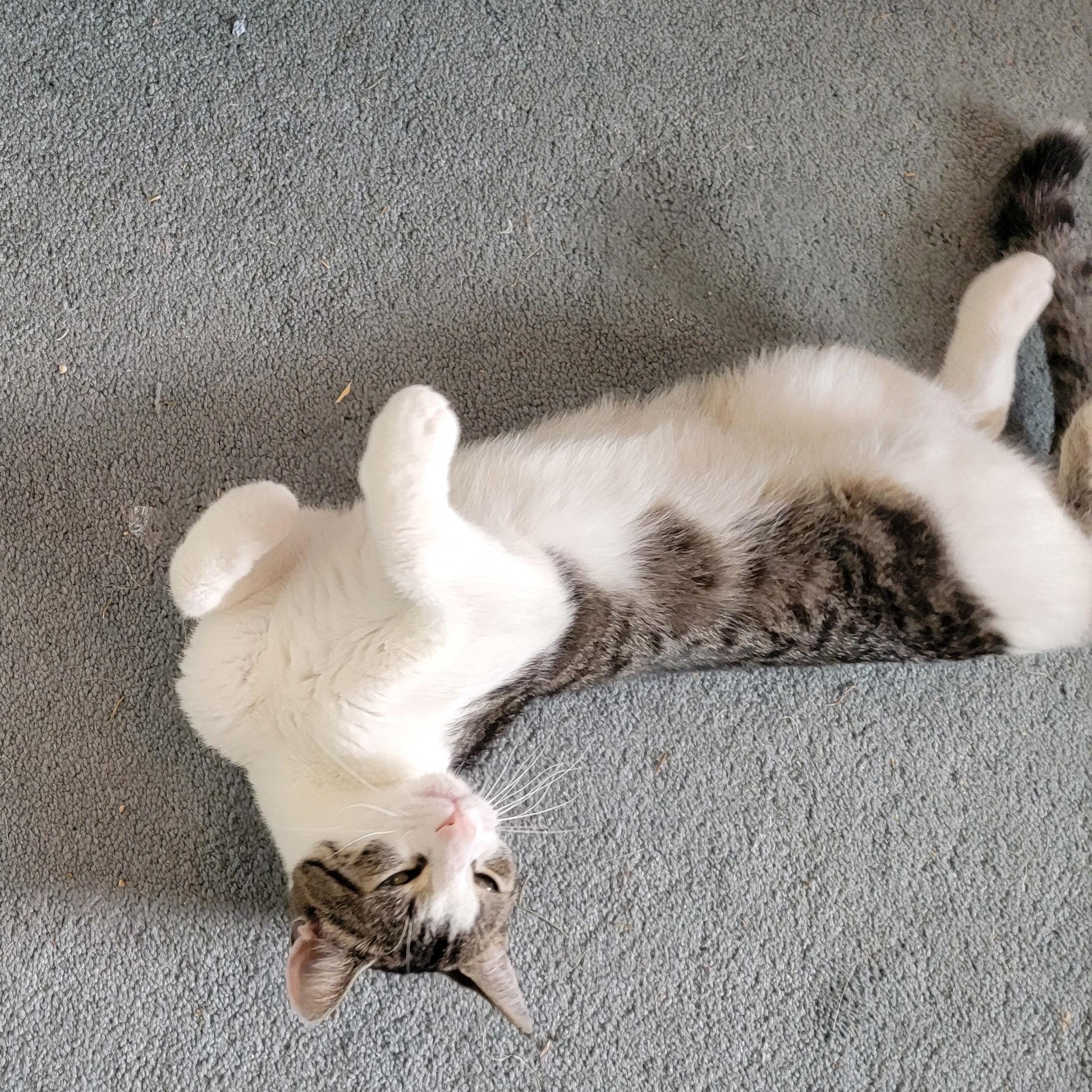 Mia