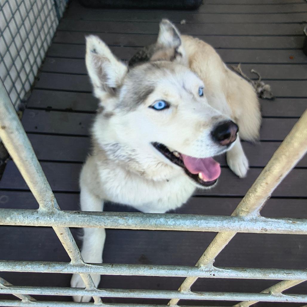 Luna, Adoptable, Adult Female Husky.