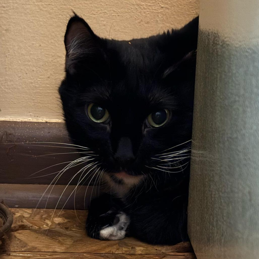 Enlarge Tippy, a Adoptable Domestic Short Hair in Kingman, KS image 1/1