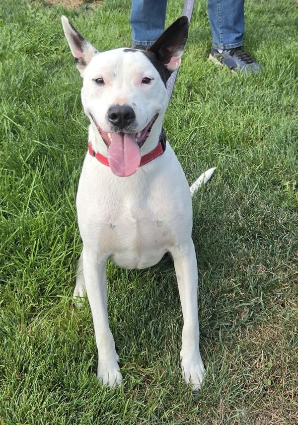 Enlarge Pongo, a Adoptable mixed breed in Salem, OR image 1/1