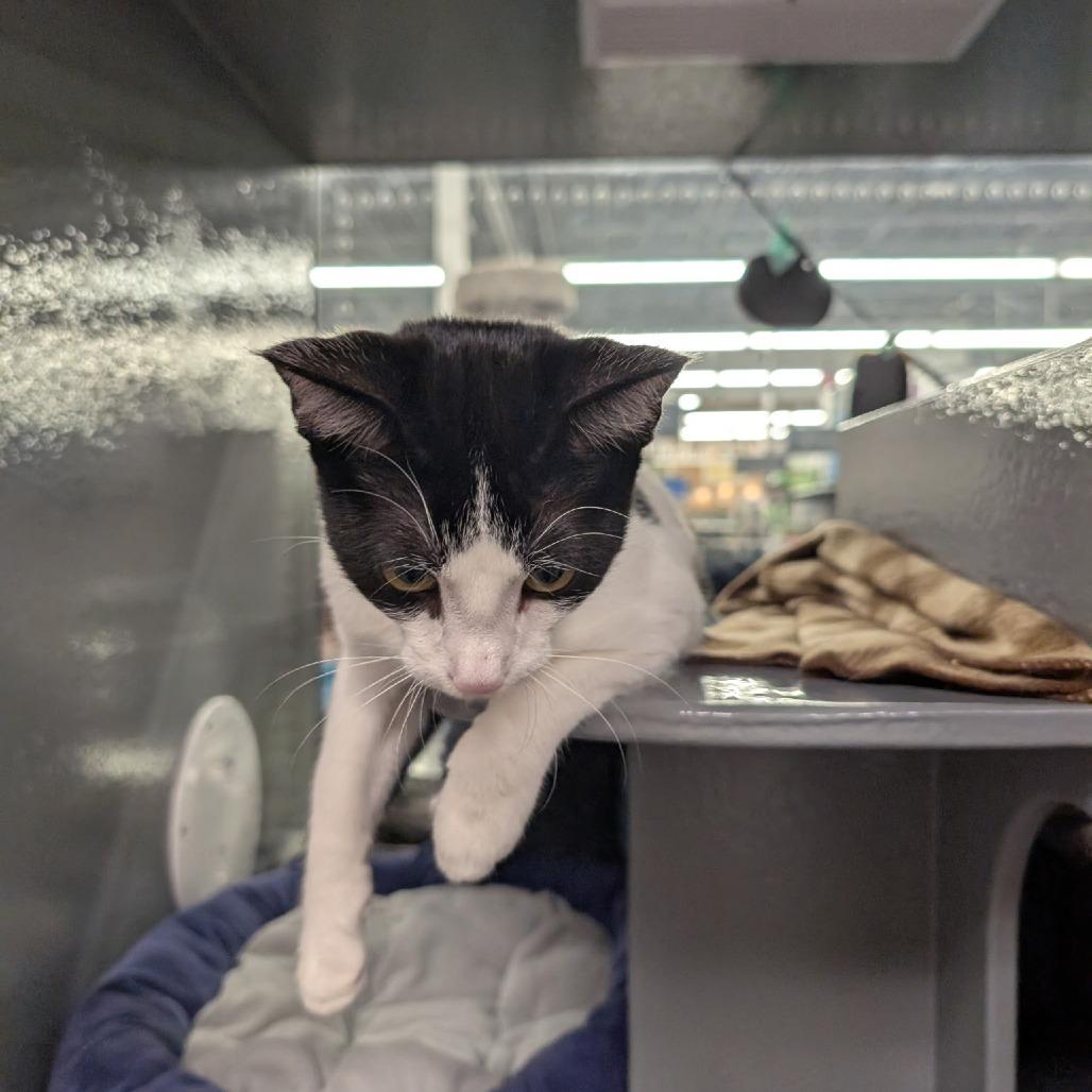 Enlarge Cocoa C007406, a Adoptable Domestic Short Hair in Prosper, TX image 1/2