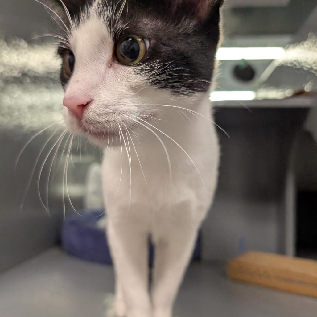 Enlarge Cocoa C007406, a Adoptable Domestic Short Hair in Prosper, TX image 2/2