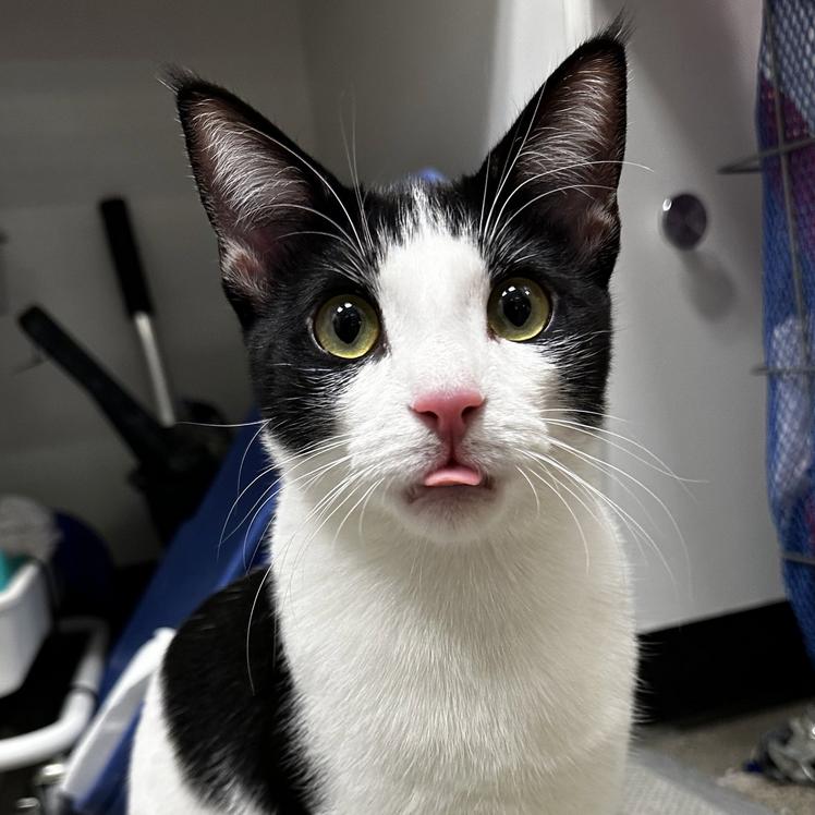 Enlarge Cocoa C007406, a Adoptable Domestic Short Hair in Prosper, TX image 3/3