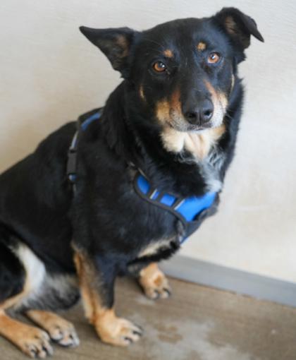Max(bonded w/ Luna)~SPONSORED!, Adoptable, Adult Male German Shepherd Dog & Mixed Breed.