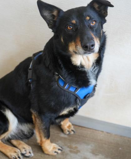 Enlarge Max(bonded w/ Luna)~SPONSORED!, a Adoptable mixed breed in Bowling Green, KY image 2/3