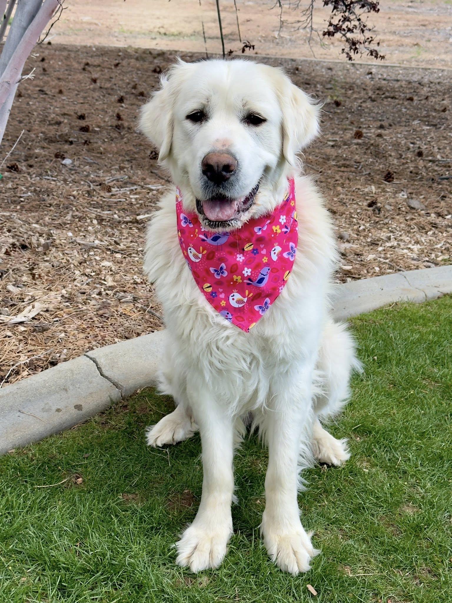 Enlarge Sara, an adopted Great Pyrenees in Gardnerville, NV image 1/1