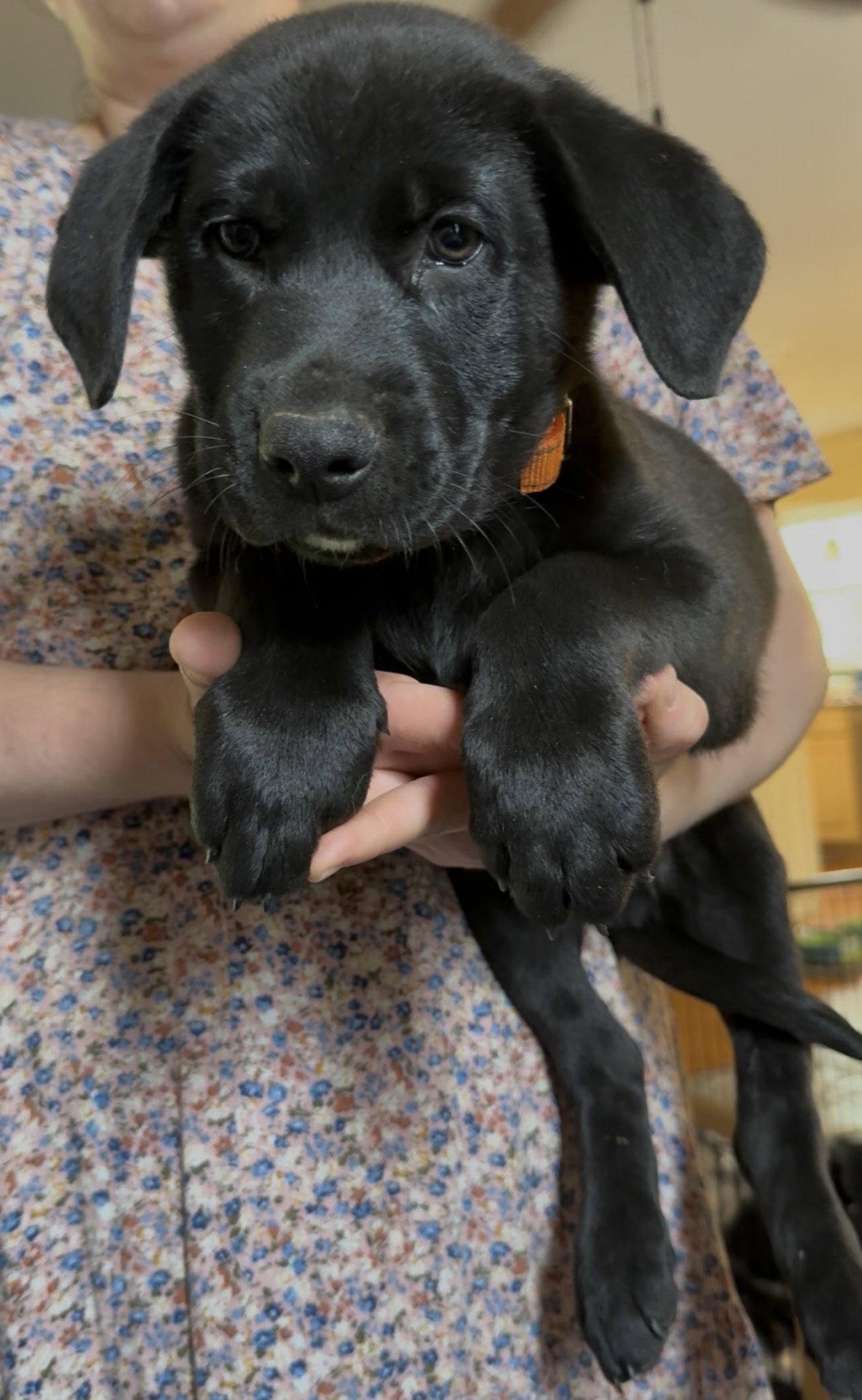 Asiago, Adoptable, Puppy Male Labrador Retriever.