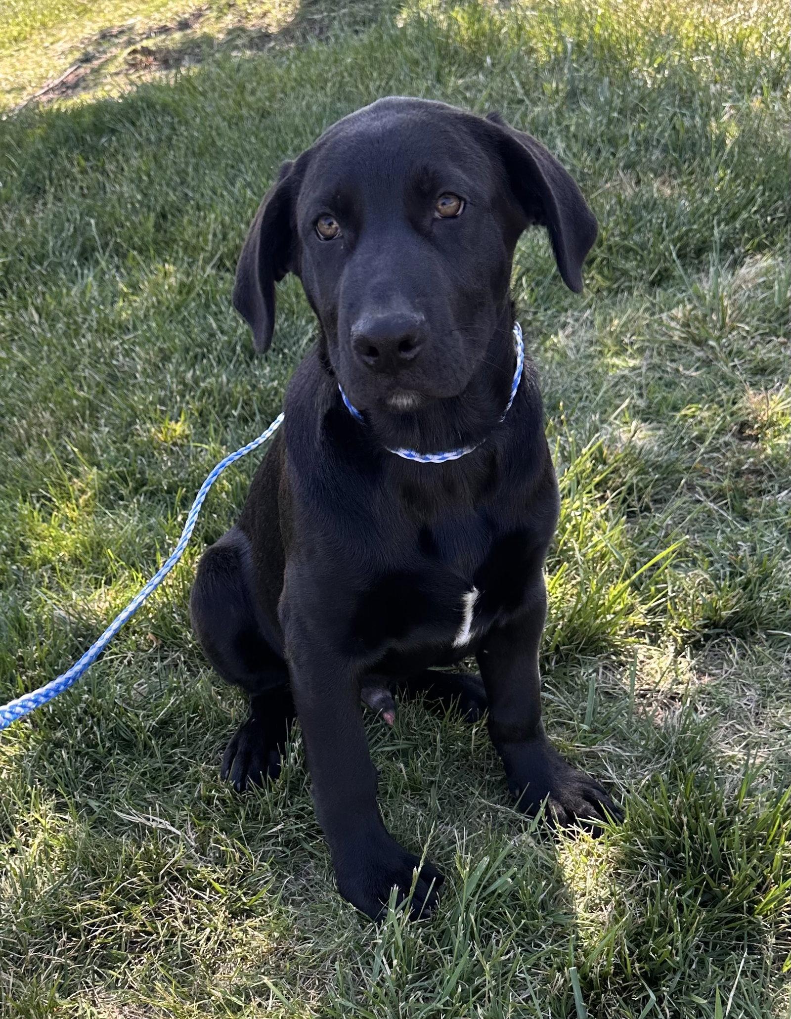 Enlarge Asiago, a Adoptable Labrador Retriever in Garner, NC image 2/3
