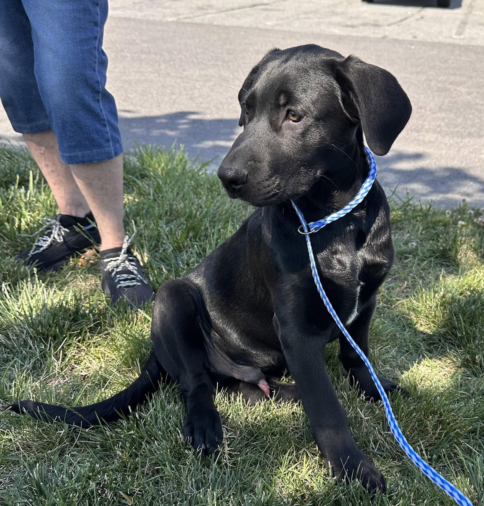 Enlarge Asiago, a Adoptable Labrador Retriever in Garner, NC image 3/3