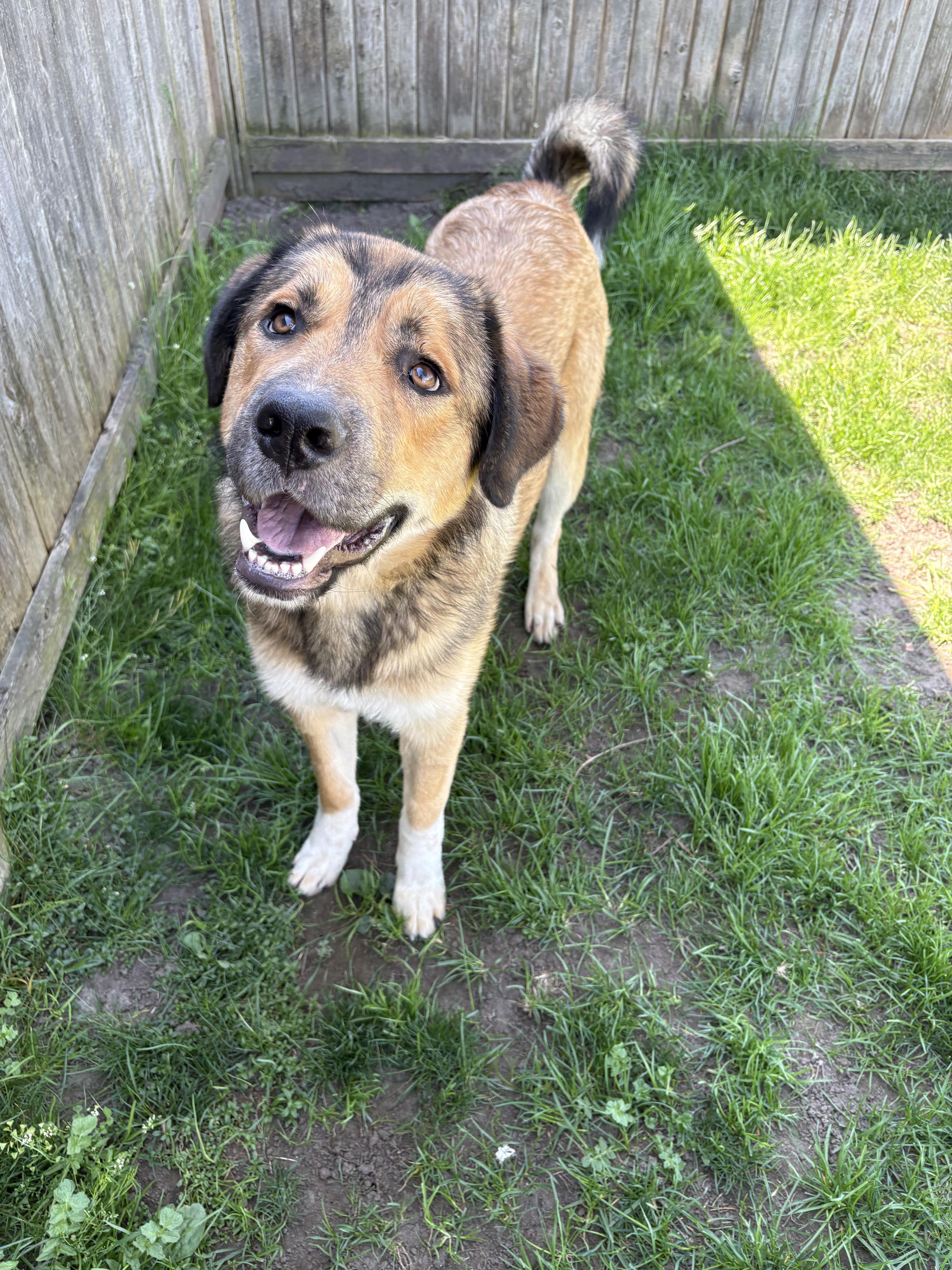 Tundra - ADOPTABLE, ADOPTABLE, Adult Male Bernese Mountain Dog & Husky.
