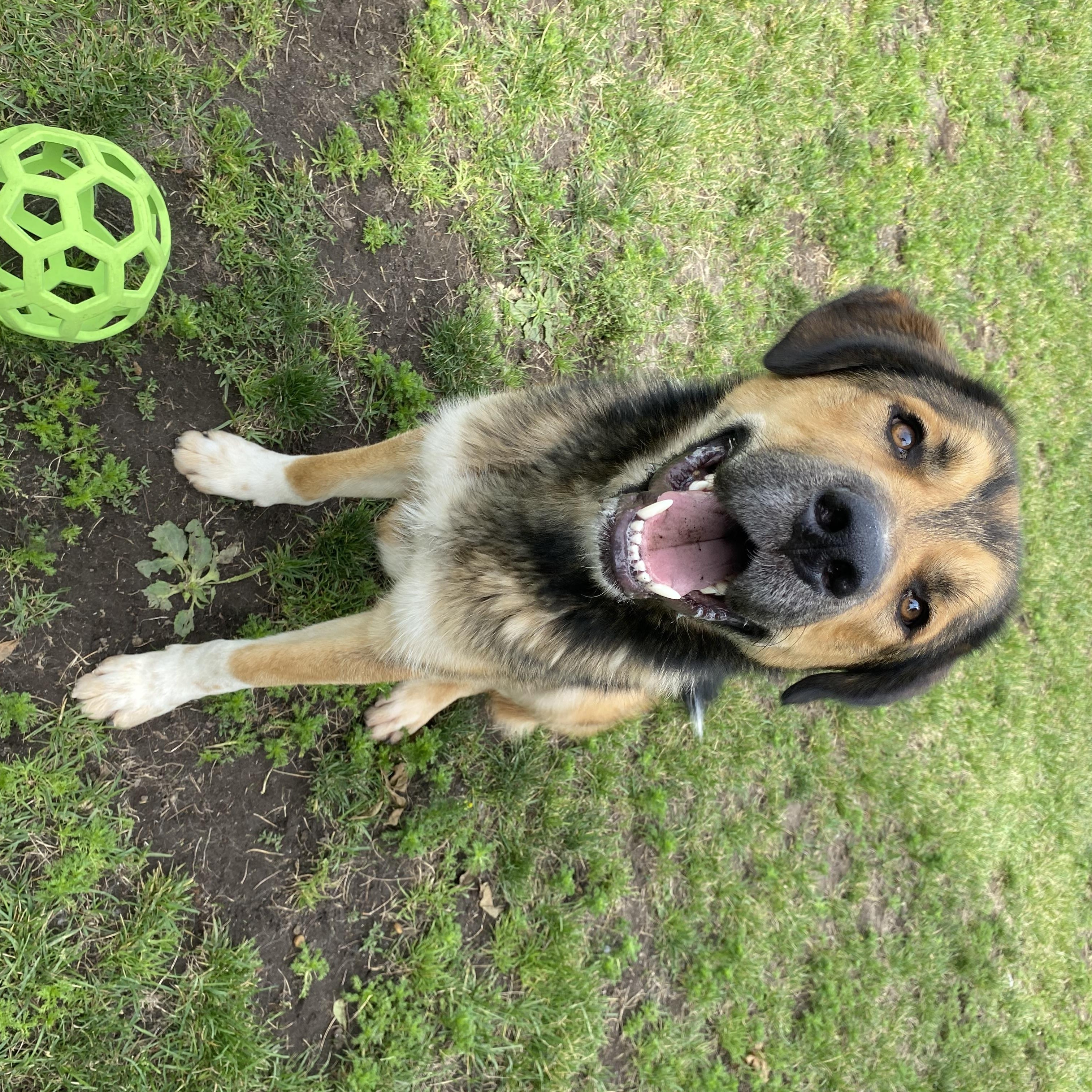 Tundra - ADOPTABLE, a ADOPTABLE mixed breed in Chilliwack, BC image 5/6