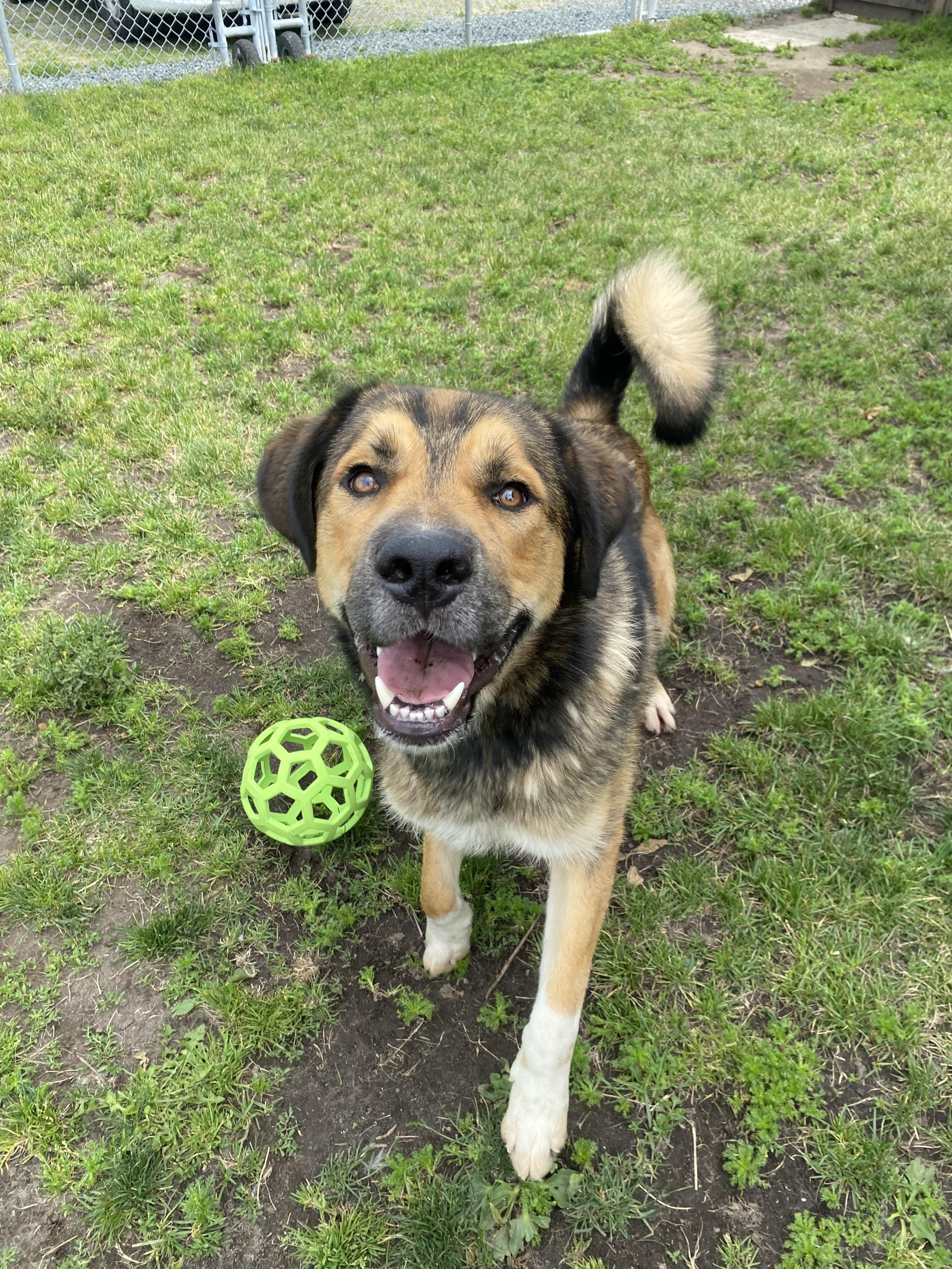 Tundra - ADOPTABLE, a ADOPTABLE mixed breed in Chilliwack, BC image 6/6