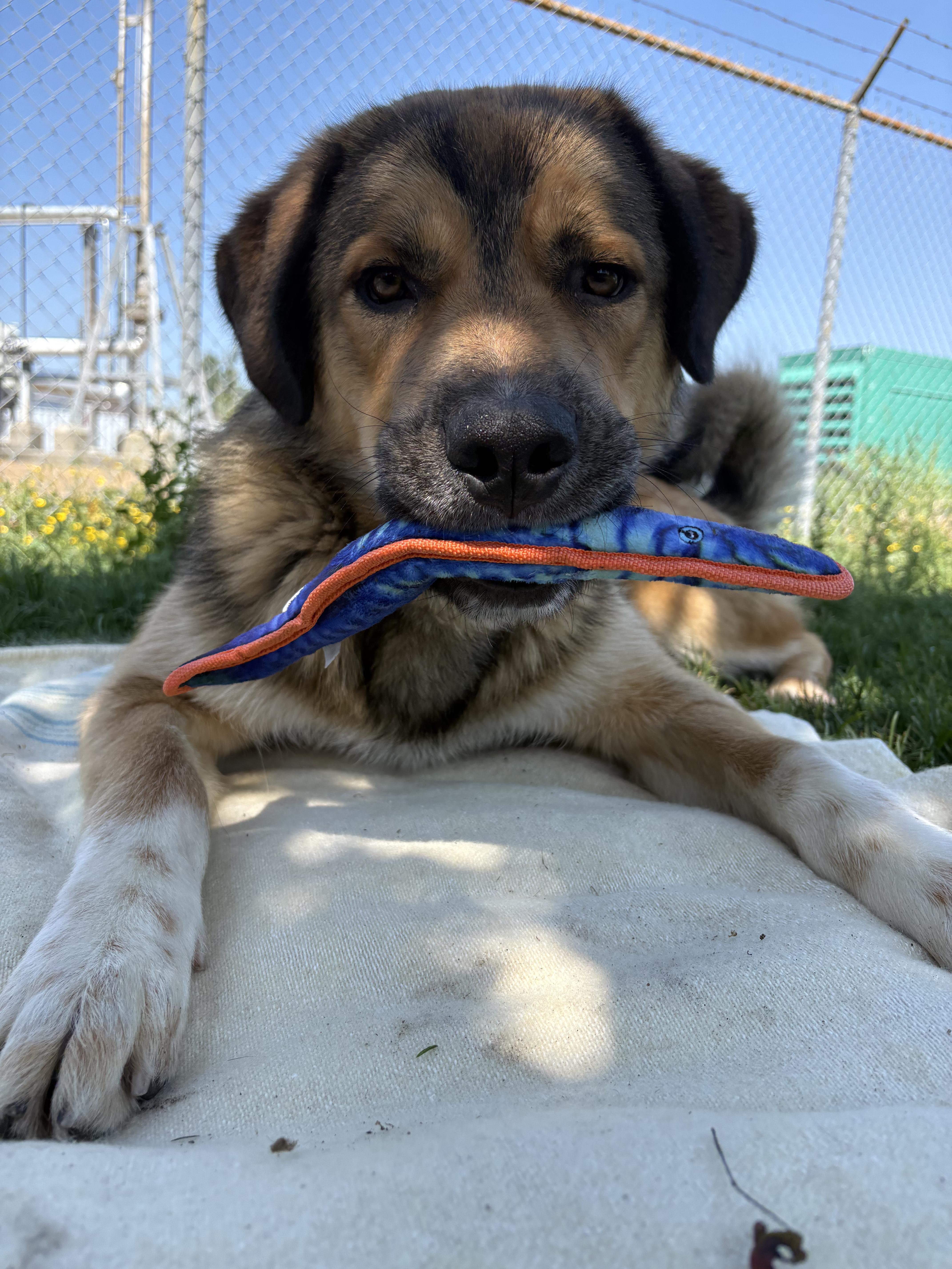 Tundra - ADOPTABLE, a ADOPTABLE mixed breed in Chilliwack, BC image 2/6