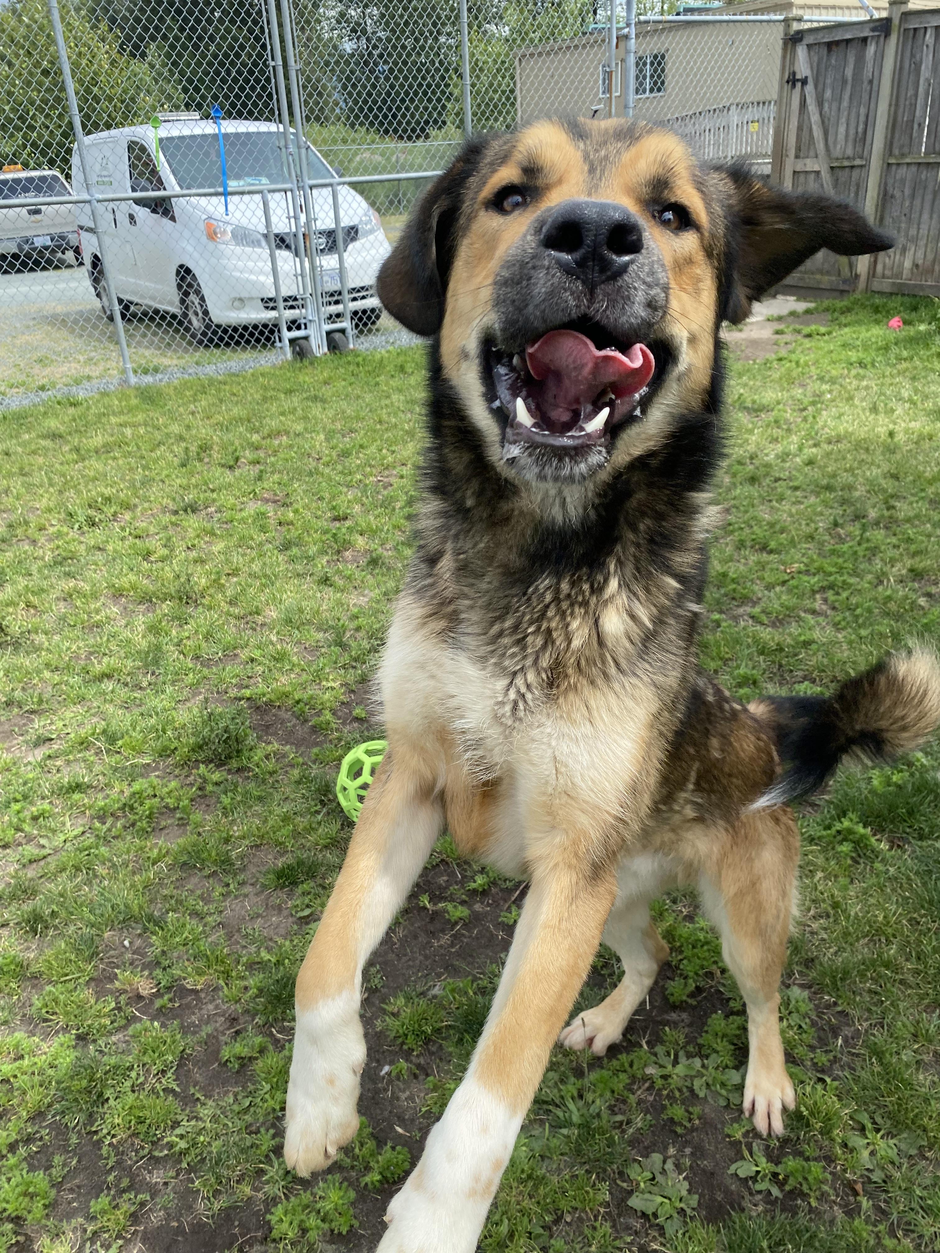 Tundra - ADOPTABLE, a ADOPTABLE mixed breed in Chilliwack, BC image 4/6