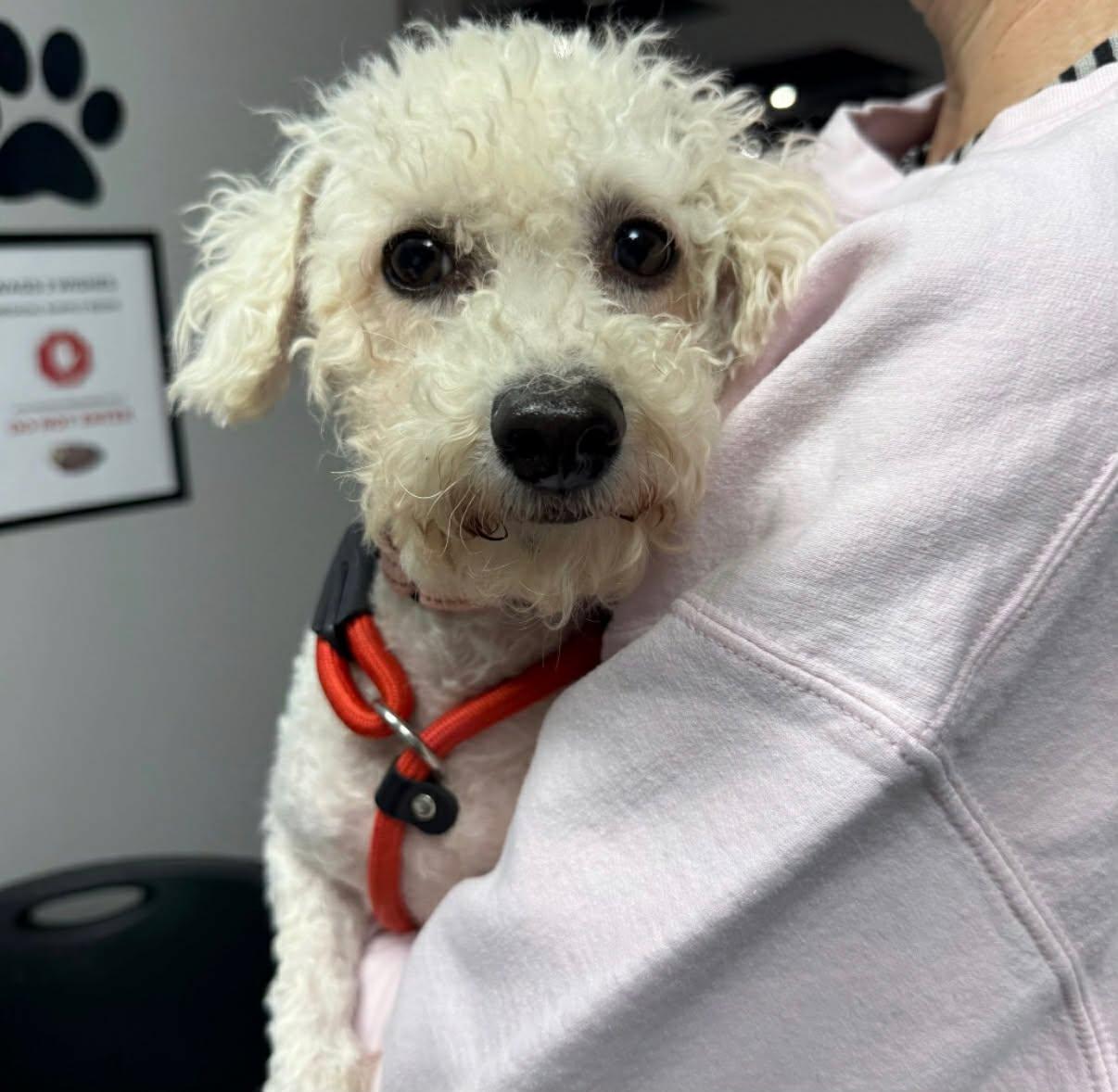 Pebbles, ADOPTABLE, Adult Female Bichon Frise.