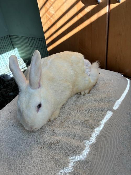 Enlarge Baby Spice, a Adoptable Florida White in Folsom, CA image 1/1