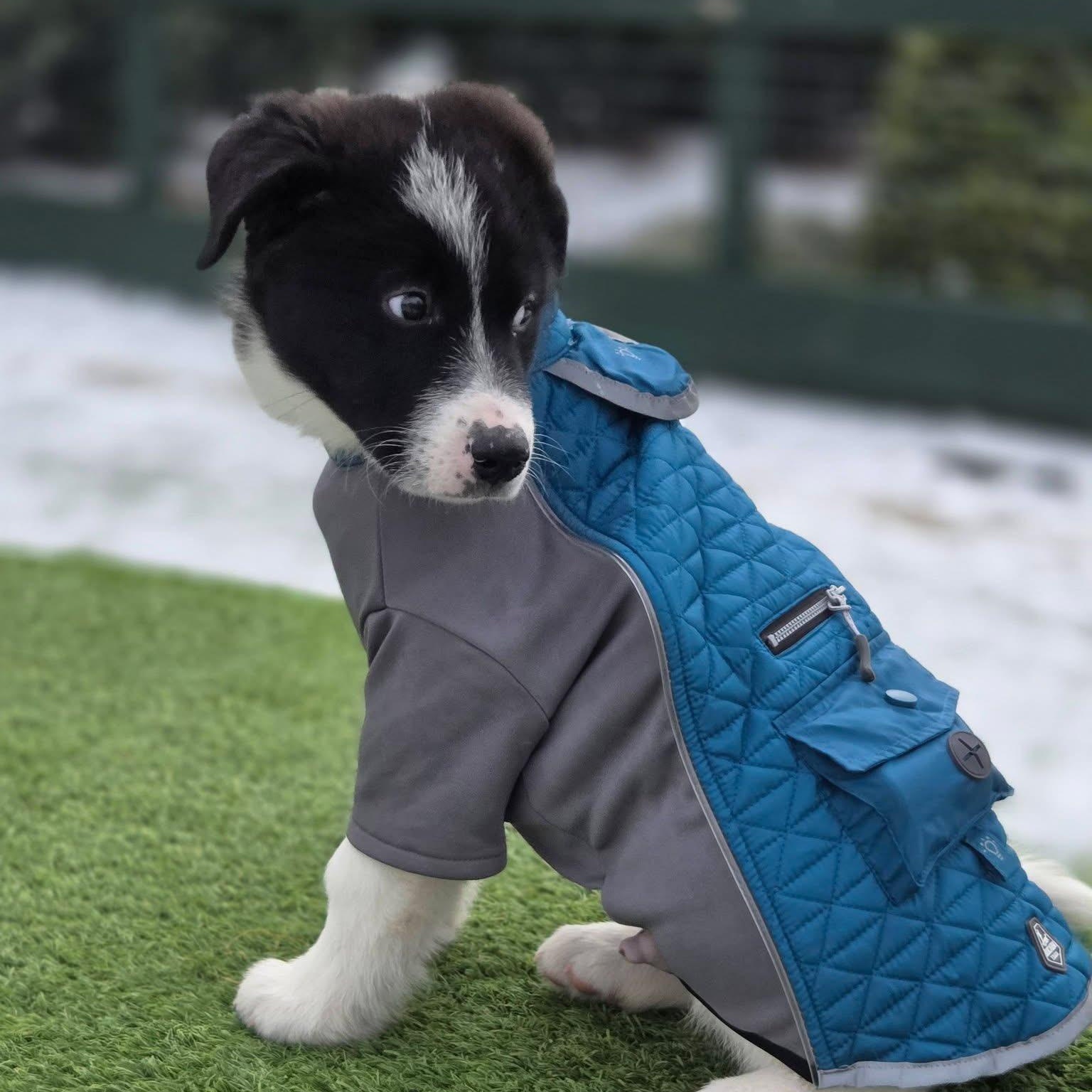 Enlarge Scout, an adopted mixed breed in Brentwood, TN image 3/3
