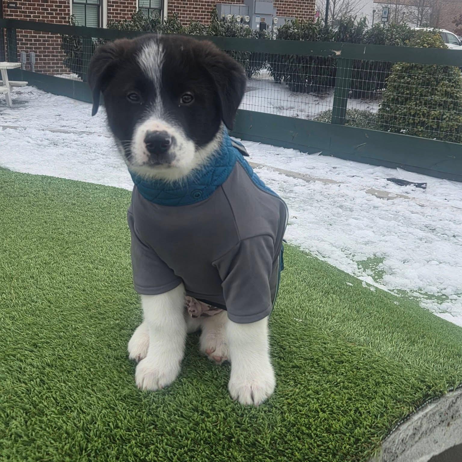 Enlarge Scout, an adopted mixed breed in Brentwood, TN image 2/3