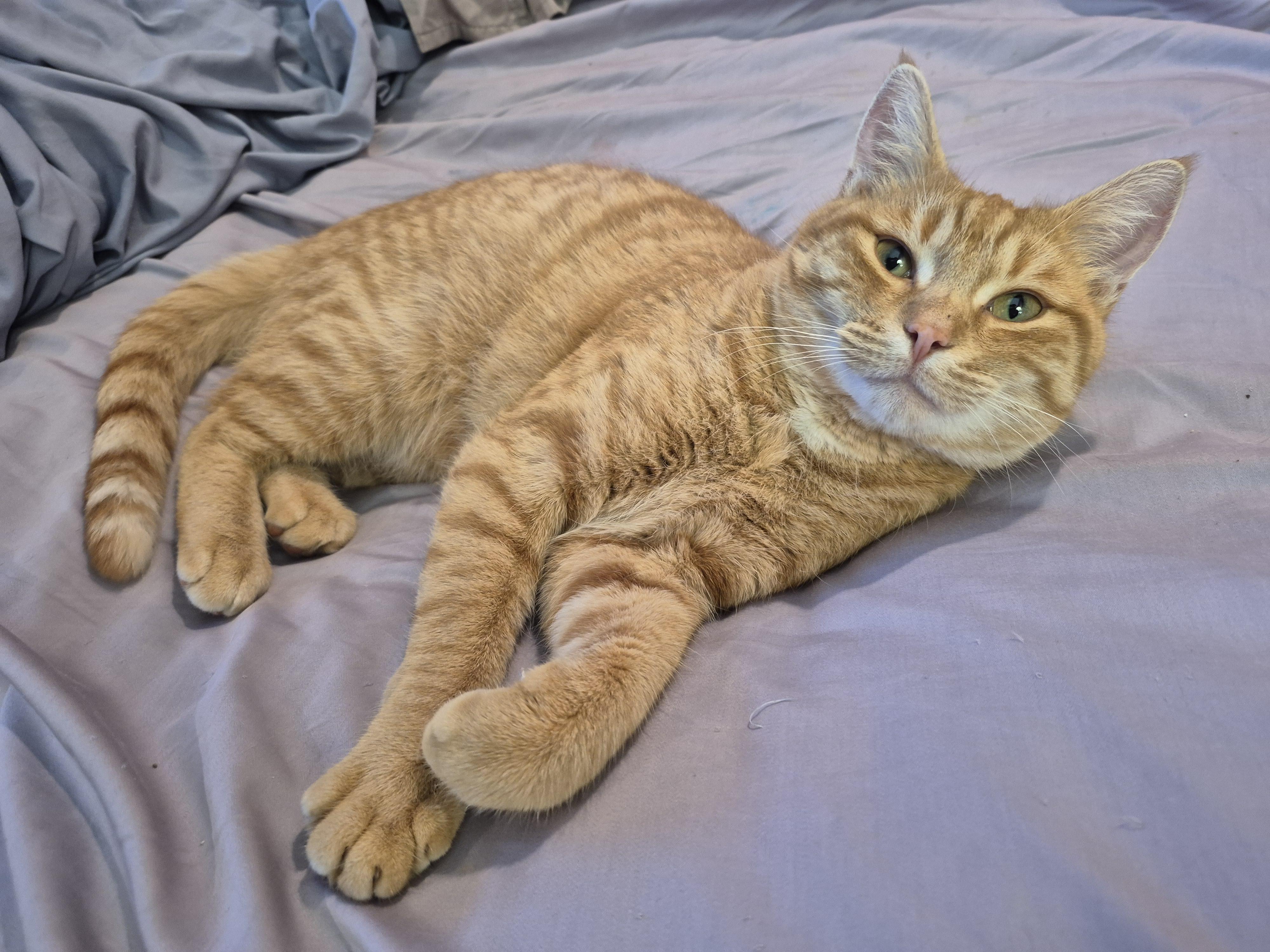 Jinx, Adopted, Young Male Domestic Short Hair.