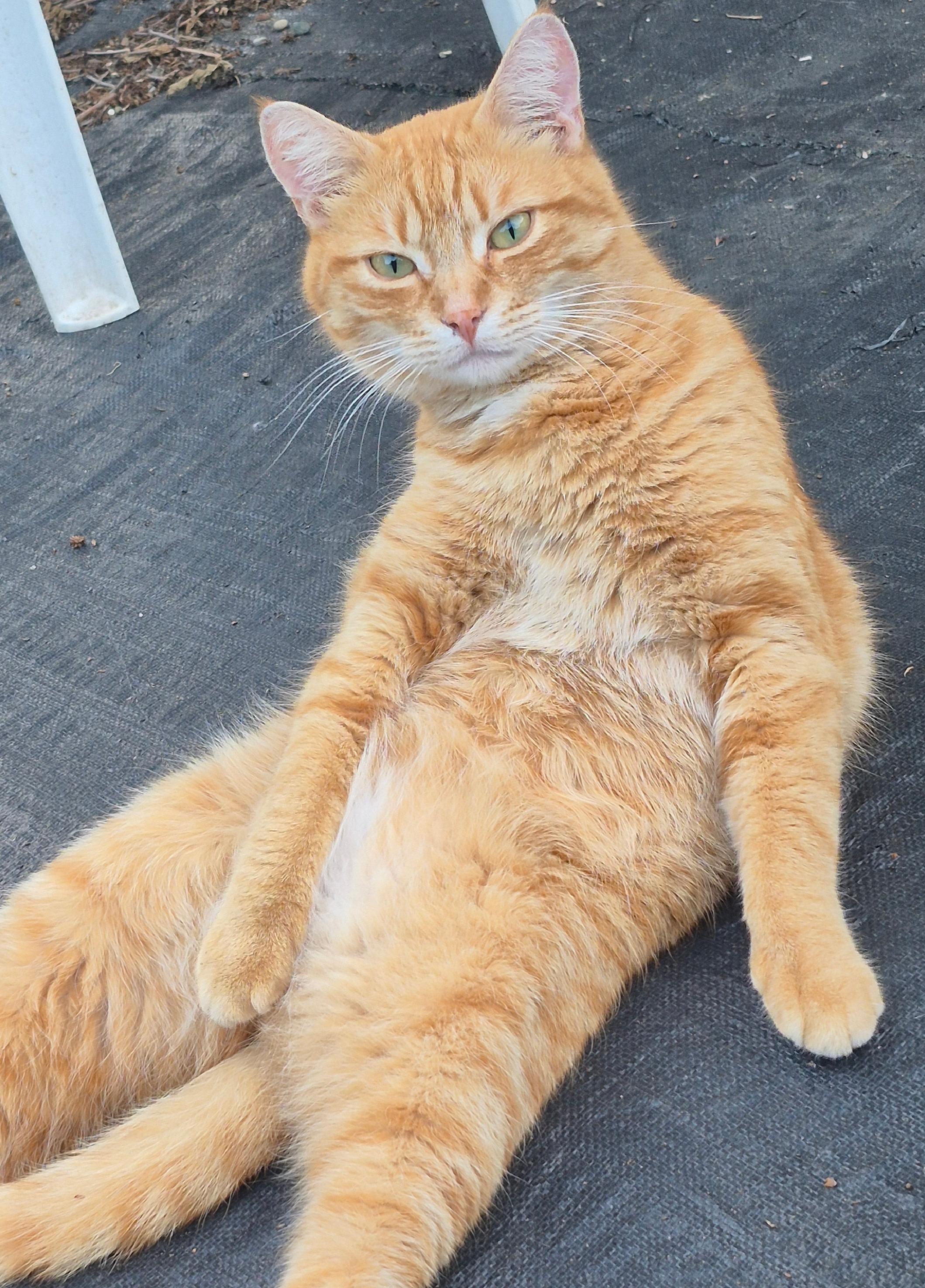 Jinx, Adopted, Young Male Domestic Short Hair.