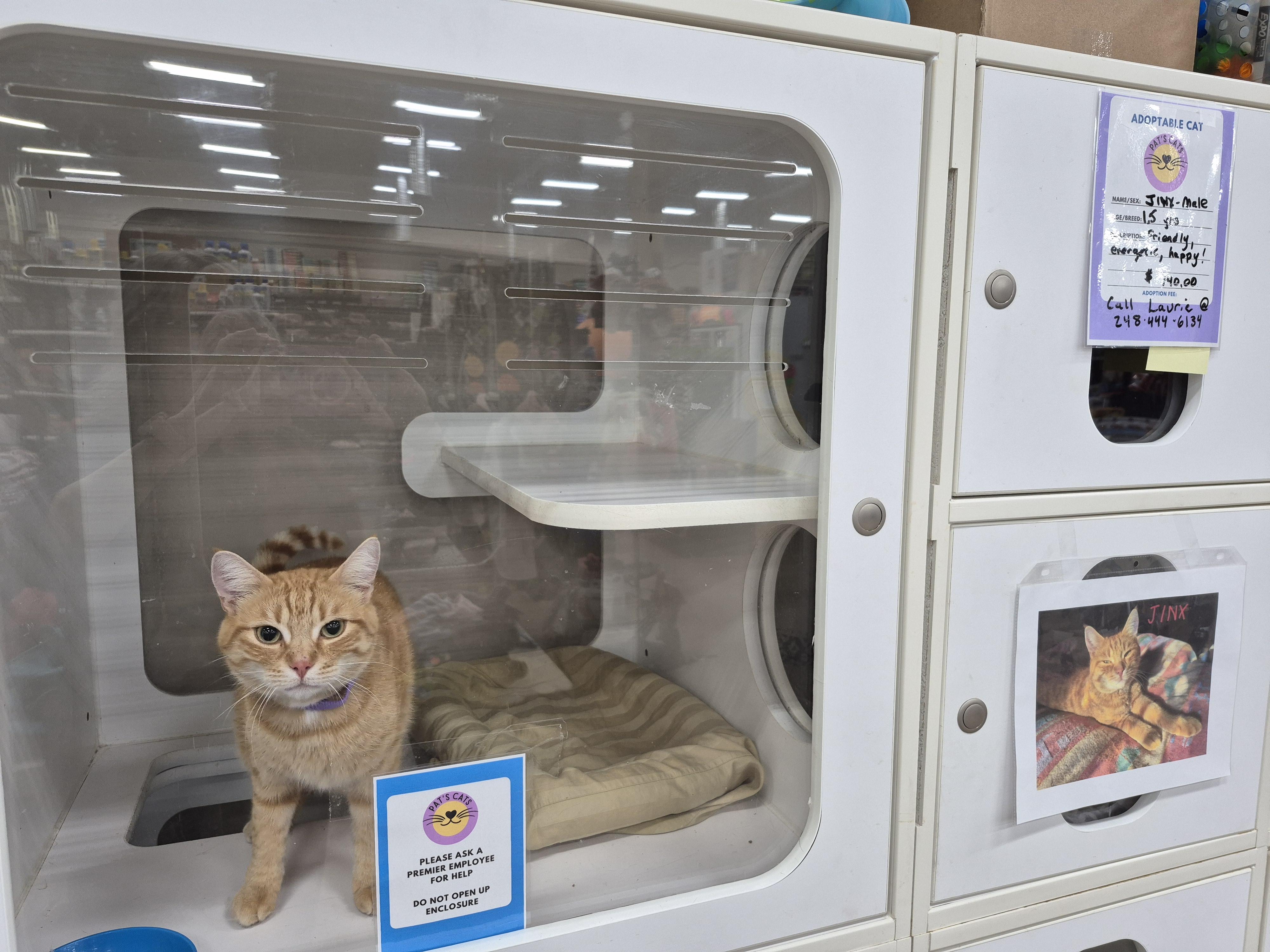 Enlarge Jinx, a Adopted Domestic Short Hair in Farmington Hills, MI image 2/5