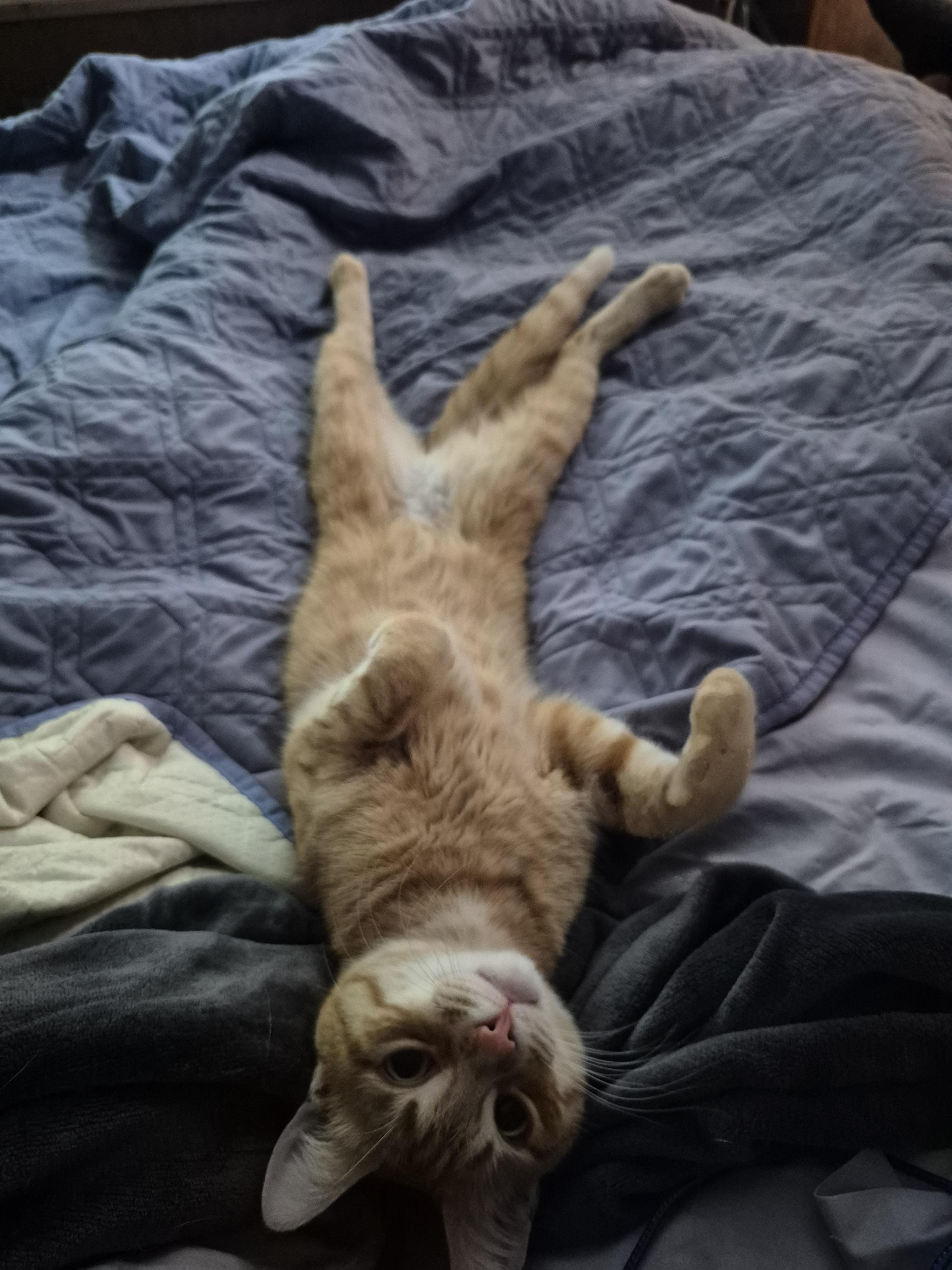 Enlarge Jinx, a Adopted Domestic Short Hair in Farmington Hills, MI image 3/5