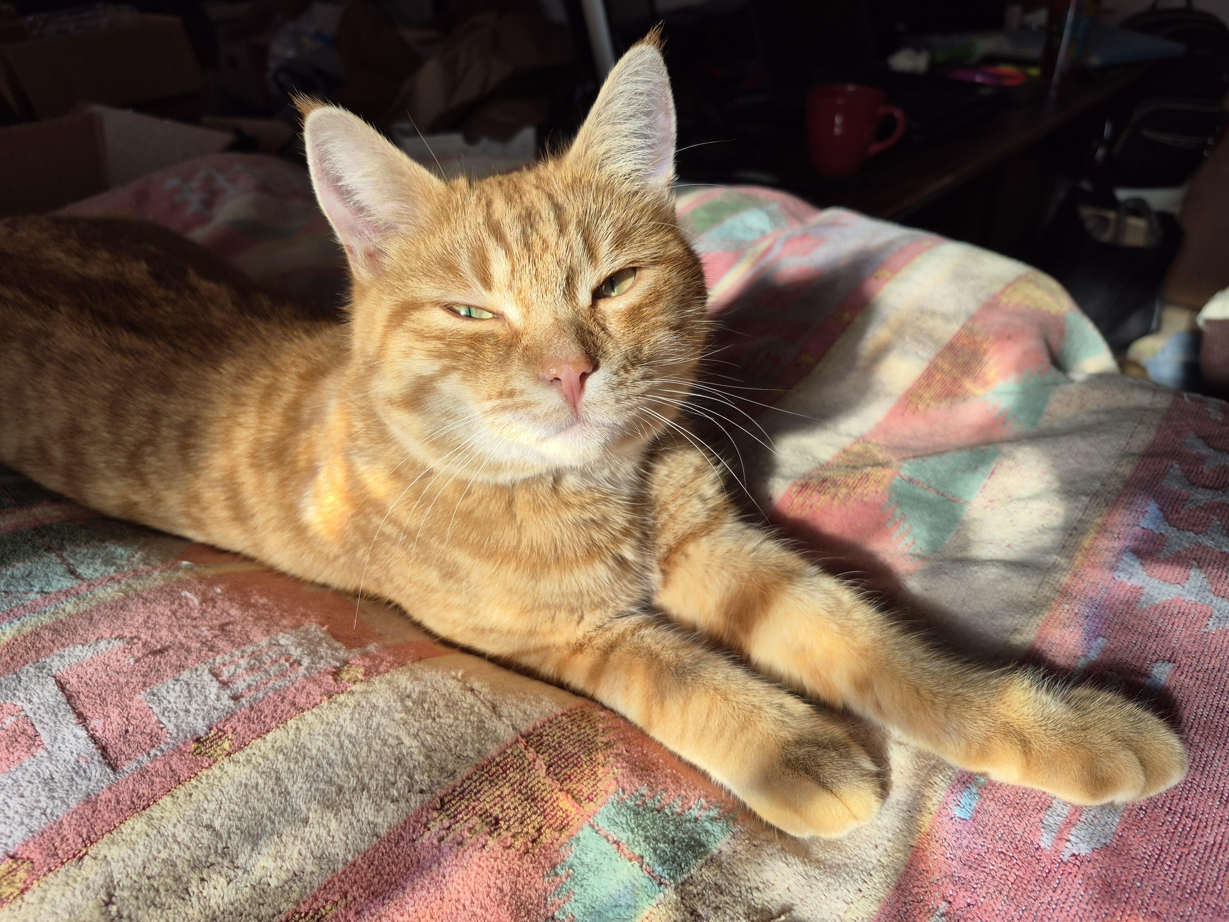 Enlarge Jinx, a Adopted Domestic Short Hair in Farmington Hills, MI image 4/5